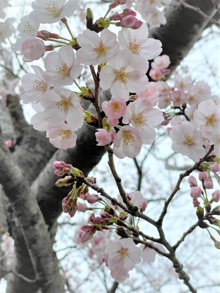 春らしくなってきました。